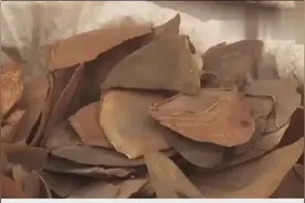 震惊！新加坡查获近12.9吨走私穿山甲鳞片视频封面