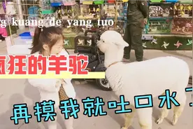 偶遇宠物羊驼，最后真的吐口水攻击人！视频封面