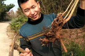 农村小伙上山寻宝，发现一根异形黄荆树桩！这个做盆景应该很漂亮视频封面