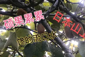 长这么大第一次看到猕猴桃树，近水楼台先得月，必须得尝尝！