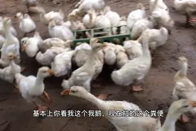 小鹅拉白痢，坤哥有土方，简单又有效视频封面