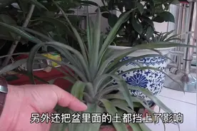 都说东北不能种菠萝，仨孩老爸不信邪，偏偏在家种出来了视频封面