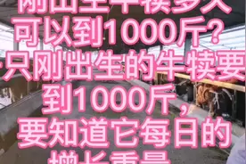 一头刚出生的牛犊长到1000斤需要多长时间？视频封面