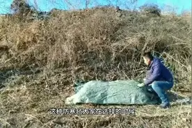 东北零下45的情况下，蜜蜂如何安全室外越冬，办法非常简单。