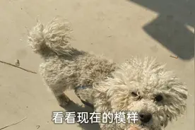 从狗肉车上花200元买的比熊犬，回家变身后，成了大帅哥一枚！！视频封面