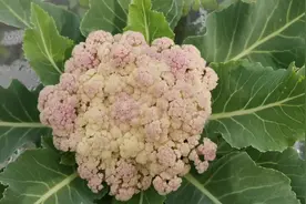 菜农种白花菜成了紫红色，菜农卖不成钱很着急，其实原因很简单视频封面