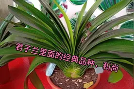 君子兰里面的经典品种之一，和尚视频封面