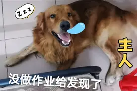 开学后茯苓居然偷懒不做作业，还好主人发现后它能知道自己做错了视频封面