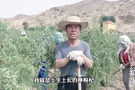 这3种枸杞吃了会要命？杞农教你辨别市面毒枸杞，你一定要知道！视频封面