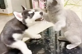 输出全靠吼的二哈和猫咪打架，小蓝猫就出一招，二哈就乖乖逃跑了视频封面