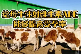 给母牛注射维生素ADE,按这几种方法操作，能够提高母牛受胎率视频封面
