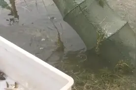 下地笼抓河虾有诀窍，笼子里加上鸡肠，网网都爆网，好激动视频封面