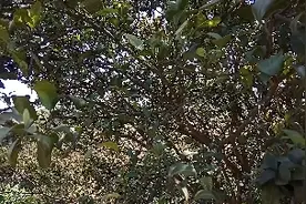 古计城里人不认识的这个东西是男人的补品！有补肾功效，叫桑螵蛸视频封面