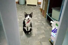担心主人死在厕所，猫咪竟蹲在门口狂叫不止视频封面