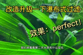 把瀑布式过滤改造一下，滤材换掉，效果堪称完美！视频封面