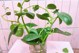 这种菜非常好吃，只需要买一次，这样繁殖，以后就有吃不完的菜。