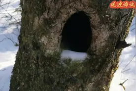 雪后进山，看见一堆脚印，虎豹国家公园野生动物踪迹随处可见。视频封面