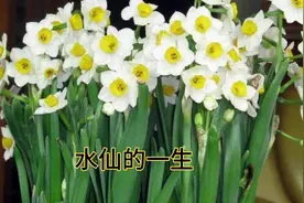 2分钟学会，土培水仙花养护方法，学会的，买一次年年有花看！视频封面