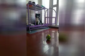 家有恶犬！竟然让个玩具吓着了！视频封面
