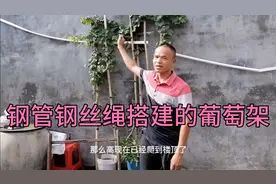 农村小伙用钢管钢丝绳搭建了一个可以承重上吨的葡萄架视频封面