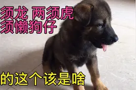 狗狗顺口溜：一须龙两须虎三须懒狗仔，四须上山赶老虎！