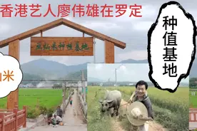 实拍香港艺人廖伟雄，在广东罗定阿灿米的种植基地。视频封面