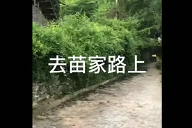云海深处悬崖绝壁下 苗家寻药之路视频封面