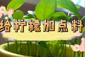 #Vlog22#柠檬吃完籽不要丢，这样做，柠檬小清新盆栽摆满阳台！视频封面