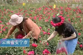 五月的鲜花 甜蜜的生活视频封面
