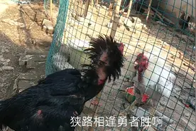 农村小伙饲养的白鸡王和舅舅家的黑斗鸡PK，结果会如何呢？视频封面