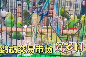 柳州最大的鹦鹉交易市场，还有各类小动物，叽叽喳喳全是鸟叫声视频封面