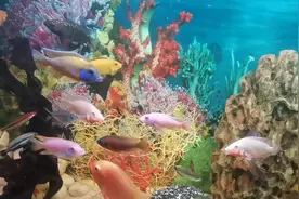 鲷鱼混养七彩燕🐟视频封面