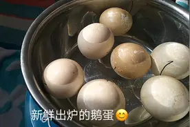 新鲜出炉的水床孵化27天的鹅蛋踩水视频视频封面