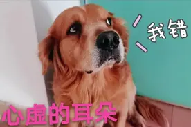 狗狗犯错后可心虚了，全程不敢看着主人，还一直躲着生怕挨打视频封面