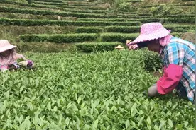 安溪铁观音4大采摘方法，最后一种采茶最快，茶乡姑娘却不愿意用