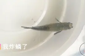 孔雀鱼炸鳞，被我治好了，没用药，调节PH值就搞定