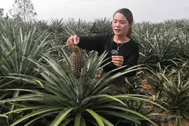 世界上最大的西瓜凤梨品种视频封面