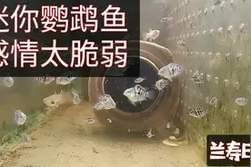 迷你鹦鹉鱼挺有趣 公鱼和母鱼的感情竟然这么脆弱 尽量少动鱼罐视频封面