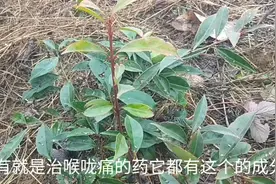 贵州毕节:开喉剑的原材料八爪金龙你们认识吗？药效真的好！