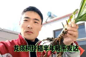 龙须树扦插后半年长成啥样了？阿锋感叹这绿植太容易养活了！视频封面