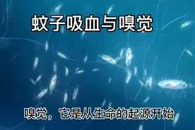 精子，蚊子都有嗅觉视频封面
