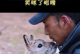 每年产仔季，可可西里的巡山队员都会带着被落下的藏羚羊幼仔回到卓乃湖保护站，被救助的小羊也把巡山队员当成家人视频封面