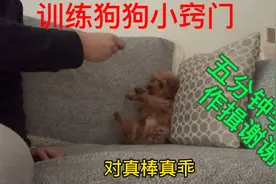 泰迪豆豆很聪明，五分钟让狗狗学会作揖答谢！视频封面