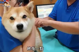 柴犬NANA长大啦！不仅主动要求打针，打完还很开心的卖萌笑视频封面