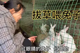 兔子不爱吃胡萝卜，娘三个满地里找草，兔子这姿势也太可爱了视频封面