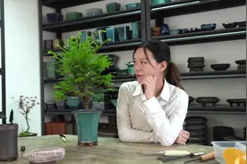 红豆杉干枯怎么办？祖祖教你拯救红豆杉视频封面