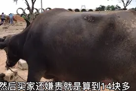 1000多斤的大水牛，每斤单价算到14元左右，这个价格贵吗？视频封面
