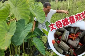 野生芋荷梗长在稻田边没人要，飞哥砍一大袋，这样加工就成了美食