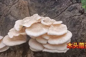 雨过天晴之后，木头长出美味野蘑菇，采摘需要及时视频封面