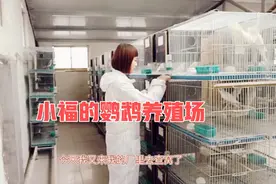 河南小福的鹦鹉养殖场，突然的降温把小鹦鹉冻哆嗦了，心疼了视频封面